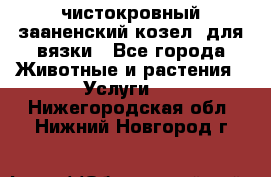 чистокровный зааненский козел  для вязки - Все города Животные и растения » Услуги   . Нижегородская обл.,Нижний Новгород г.